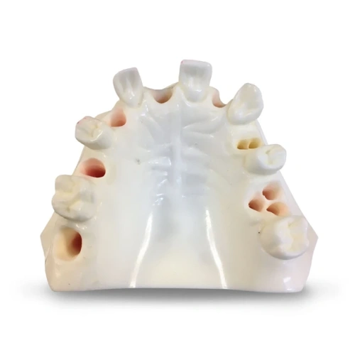 E37L – модель верхней челюсти для практики имплантологии | GF Dental (Италия)