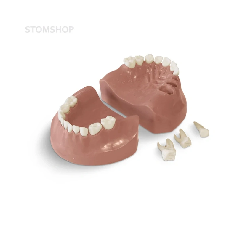 EK3 – модель верхней и нижней детской челюсти для практики | GF Dental (Италия)