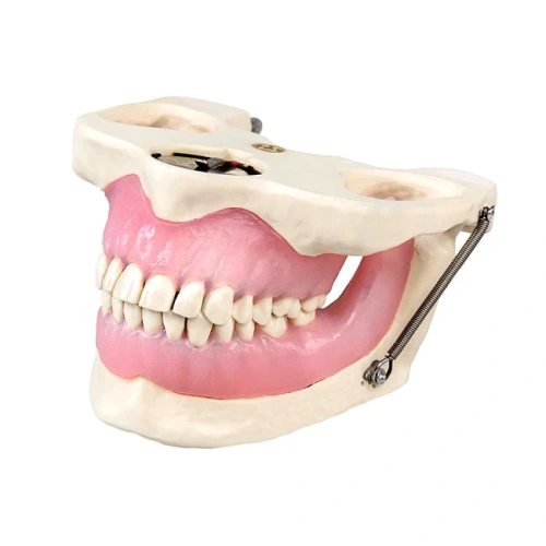 Модель челюсти для практики проведения местной анестезии | Dentalstore (Италия)