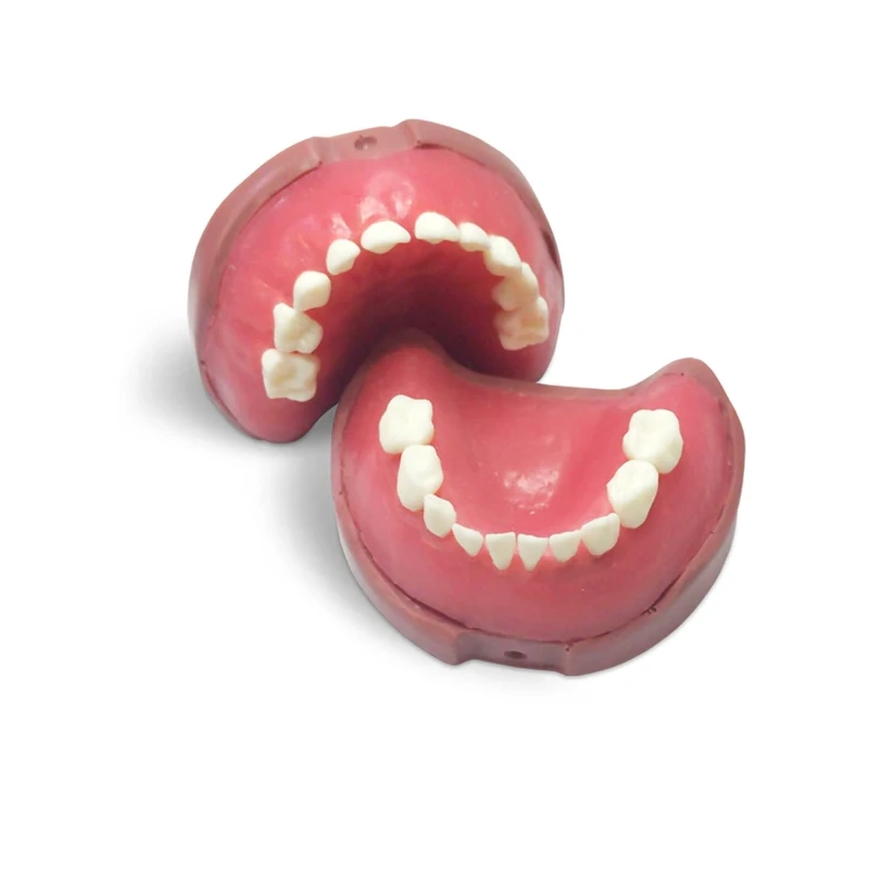 EK4 – модель верхней и нижней детской челюсти для практики | GF Dental (Италия)