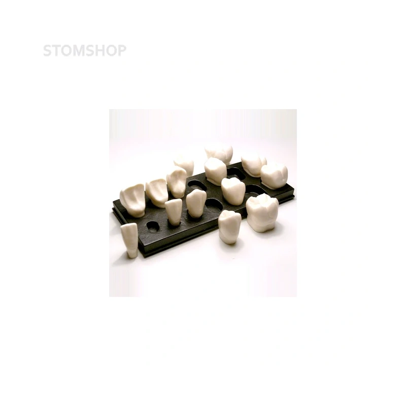 DM10 – увеличенная модель зубов, 7 верхних и 7 нижних, масштаб 5:1 | GF Dental (Италия)