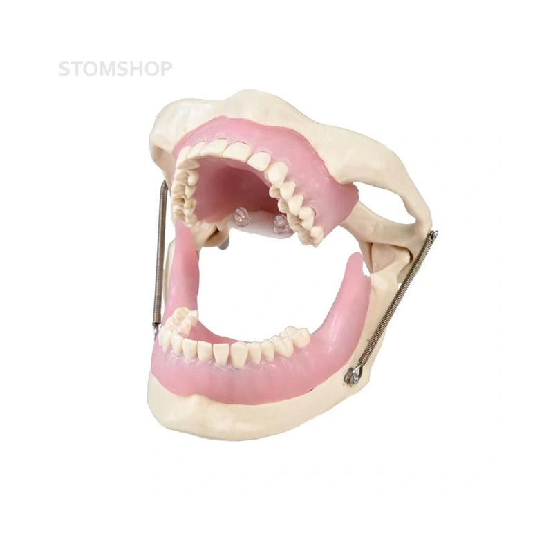 E15 – модель верхней и нижней челюсти для практики анестезии | GF Dental (Италия)
