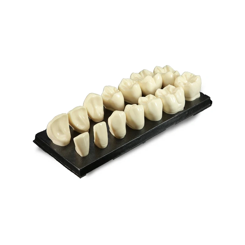 DM10 – увеличенная модель зубов, 7 верхних и 7 нижних, масштаб 5:1 | GF Dental (Италия)