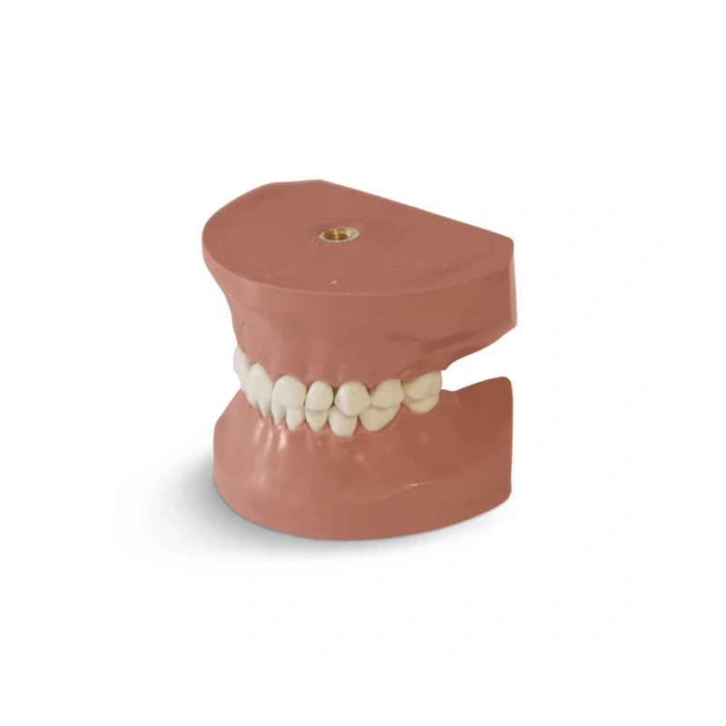 EK3 – модель верхней и нижней детской челюсти для практики | GF Dental (Италия)