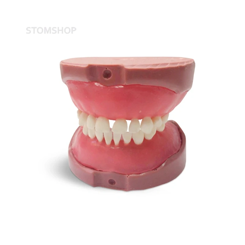 EK4 – модель верхней и нижней детской челюсти для практики | GF Dental (Италия)