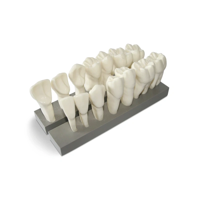 DM19 – увеличенная модель зубов, 7 верхних и 7 нижних, масштаб 10:1 | GF Dental (Италия)