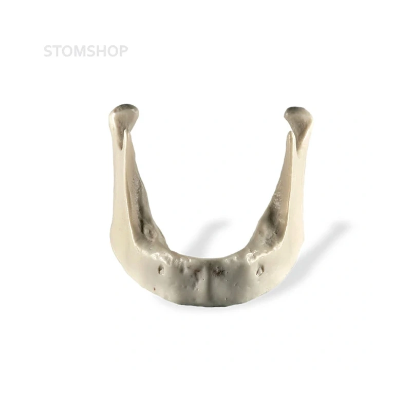 Модель кости нижней челюсти для проведения имплантации | Dentalstore (Италия)