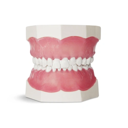 EK1 – модель верхней и нижней детской челюсти для практики | GF Dental (Италия)