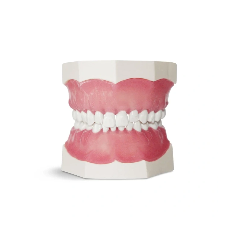 EK1 – модель верхней и нижней детской челюсти для практики | GF Dental (Италия)
