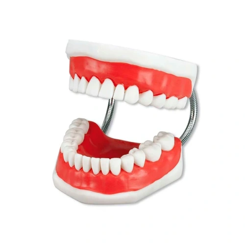 Toothbrushing Model - увеличенная демонстрационная модель челюсти с большой зубной щеткой | Hager & Werken (Германия)