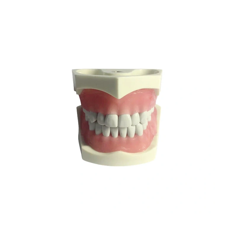 E03N – модель верхней и нижней челюсти для практики | GF Dental (Италия)