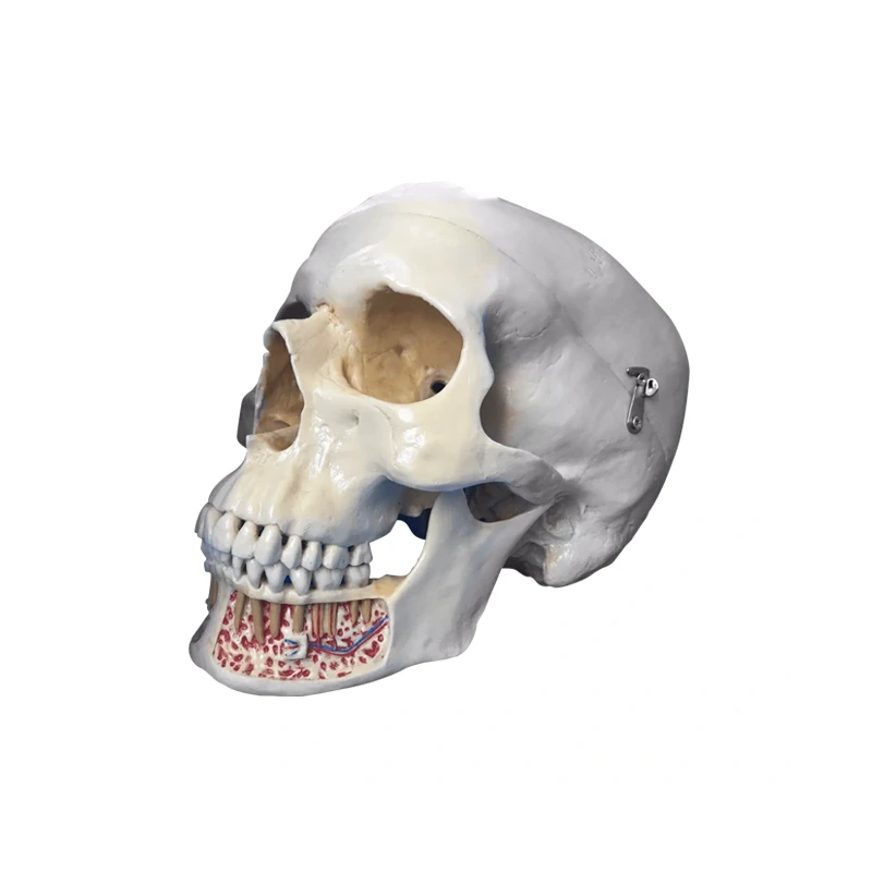 Демонстрационная модель черепа, состоящая из 3 частей | Dentalstore (Италия)