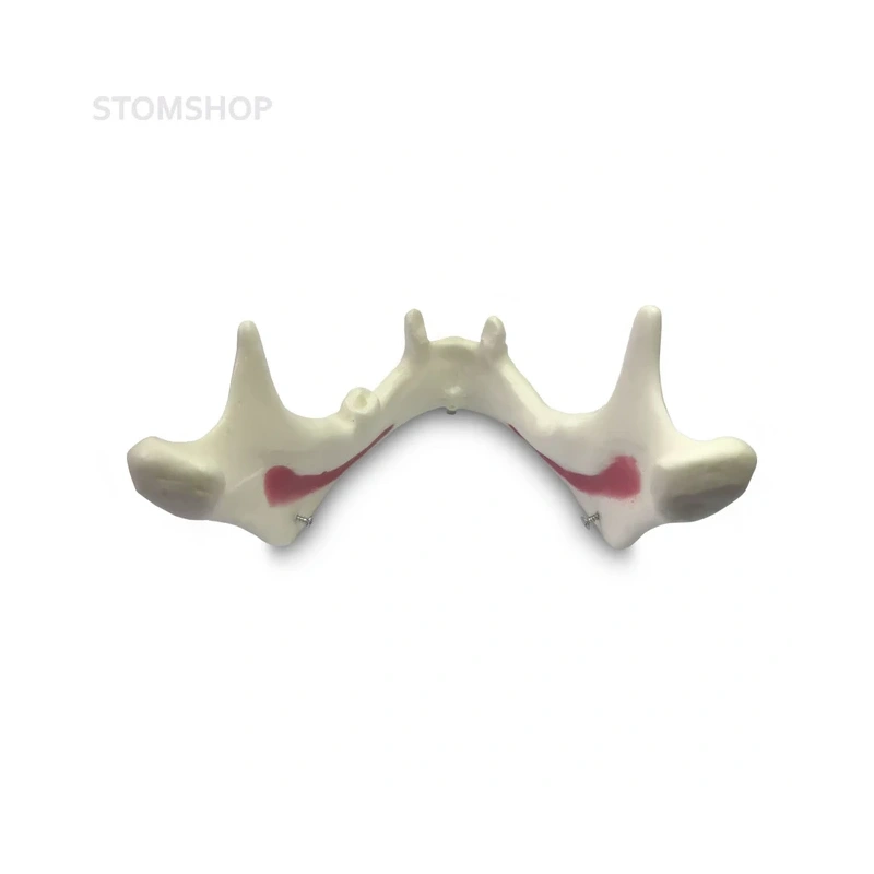 E50 – модель верхней и нижней челюсти для практики синус-лифтинга | GF Dental (Италия)