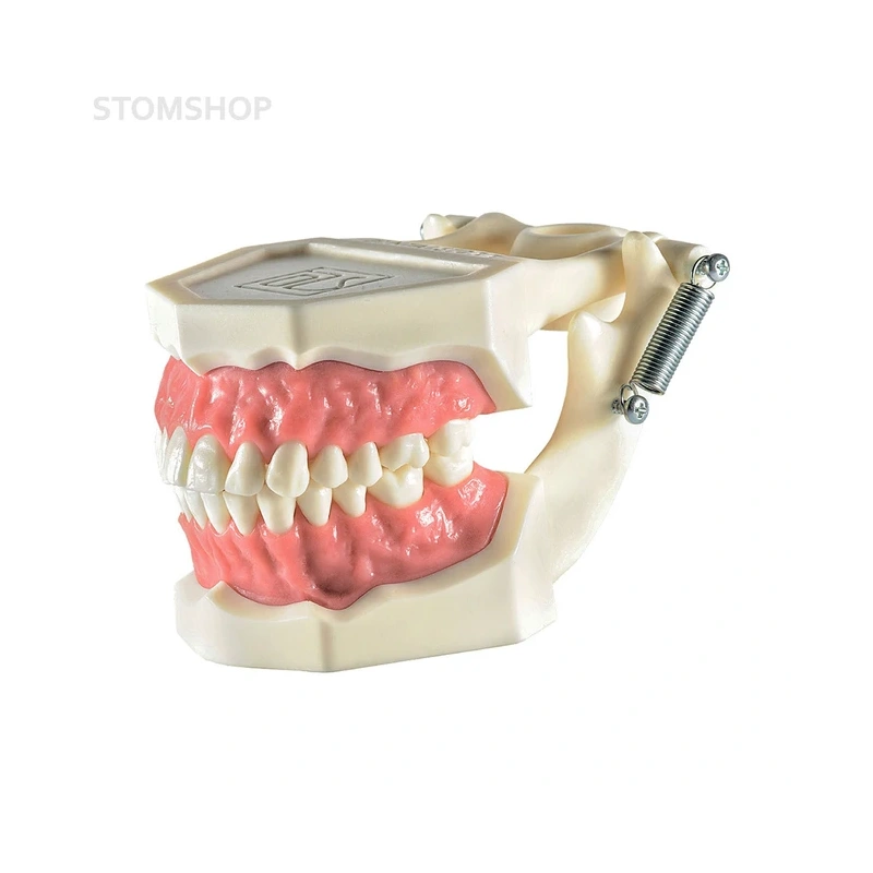Демонстрационная модель зубочелюстного аппарата взрослого человека | Dentalstore (Италия)