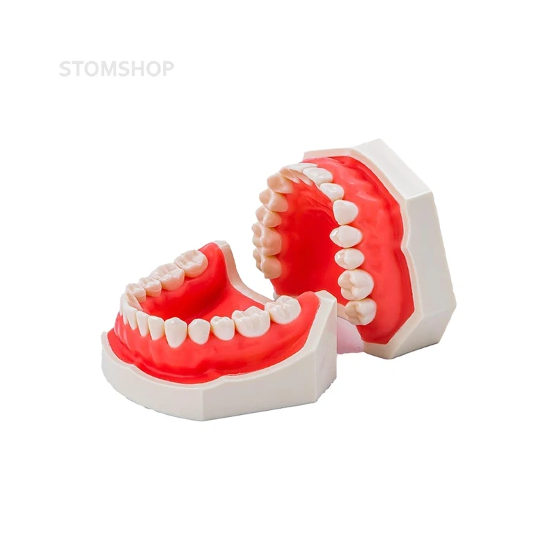 JG-Y1 - фантомная челюсть | Foshan Jingle Medical Equipment (Китай)