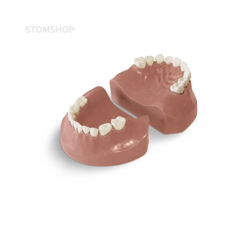 EK3 – модель верхней и нижней детской челюсти для практики | GF Dental (Италия)