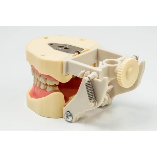 JG-Y3 - фантомная челюсть | Foshan Jingle Medical Equipment (Китай)