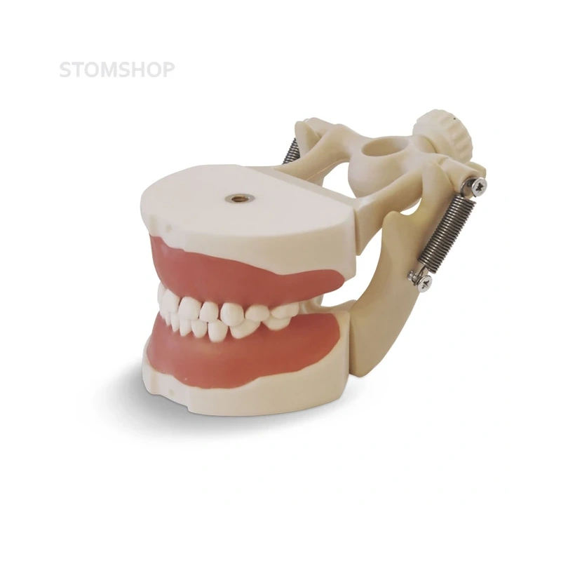 EK2 – модель верхней и нижней детской челюсти для практики | GF Dental (Италия)