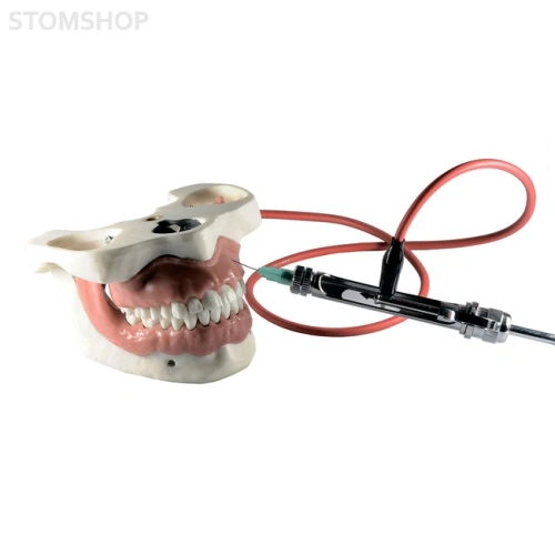 Модель челюсти для практики проведения местной анестезии | Dentalstore (Италия)