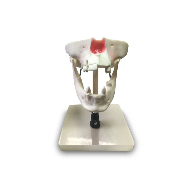 E50 – модель верхней и нижней челюсти для практики синус-лифтинга | GF Dental (Италия)