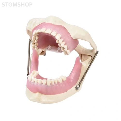 Модель челюсти для практики проведения местной анестезии | Dentalstore (Италия)