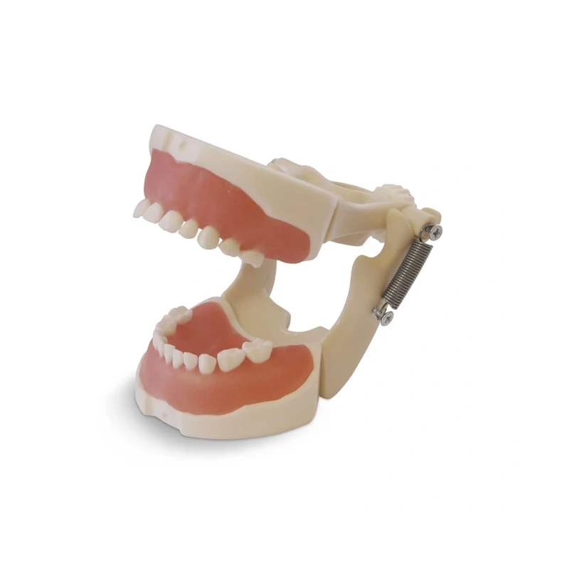 EK2 – модель верхней и нижней детской челюсти для практики | GF Dental (Италия)