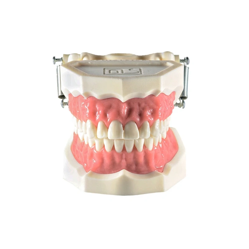 Демонстрационная модель зубочелюстного аппарата взрослого человека | Dentalstore (Италия)